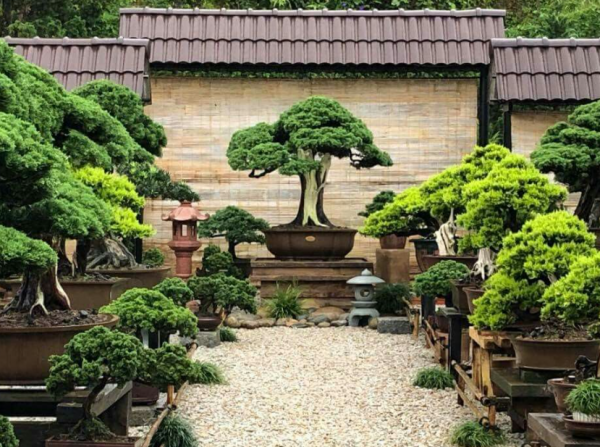 Taman oriental dengan batu taman dan bonsai